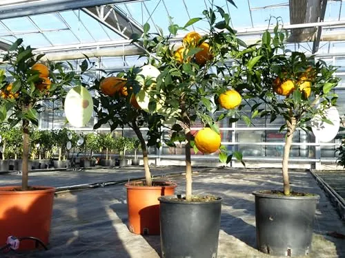 Citrus Yuzu Zitronenbaum 70-80 cm - Winterhart und Exotisch - Baumsamen & -pflanzen: Entdecken Sie den winterharten Citrus Yuzu, eine japanische Zitrone, die mit ihrem einzigartigen Aroma und der attraktiven Blüte begeistert. Ideal für Gartenliebhaber!