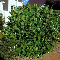 Produktbild Kirschlorbeer Rotundifolia 40-60cm - Prunus,aurocerasus