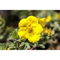 Potentilla Goldfinger Fingerstrauch Gelb 30–40 cm