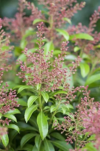 Pieris japonica 'Valley Valentine' 10 cm Topf – Winterhart, Immergrün, Mehrjährig – Japanische Lavendelheide – Zierstrauch für Garten & Kübel