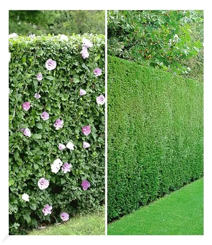 BALDUR Garten Gemischte Hecken-Kollektion, 10 Pflanzen 5 Pflanzen Hibiskus-Hecke und 5 Pflanzen Leyland-Zypressen-Hecke, winterhart, blühend, Hibiscus syriacus, Cupressocyparis leylandii