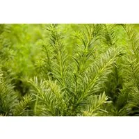 Produktbild Taxus media 'Tymon' – Immergrüne Hybrid-Eibe 50-60 cm