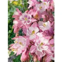 Aquilegia Caerulea Biedermeier Akelei Ca. 9x9 cm Topf