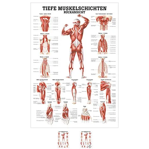 Sport-Tec Tiefe Muskelschichten-Rücken Mini-Poster Anatomie 34x24 cm med. Lehrmittel