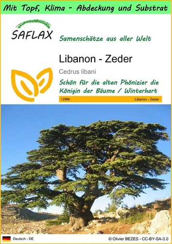 SAFLAX Blumensamen SAFLAX - Garden to go - Libanon - Zeder