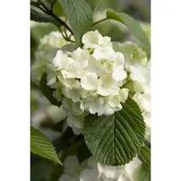 Viburnum plicatum 'Popcorn' - Pflegeleichter Japanischer Schneeball mit weißen Blüten - Hecken & Sträucher: Üppige weiße Blütenbälle, die Bienen und Schmetterlinge anziehen. Ideal für gemischte Rabatten oder als Solitär. Winterhart bis -20 °C, perfekt für Gartenanfänger.
