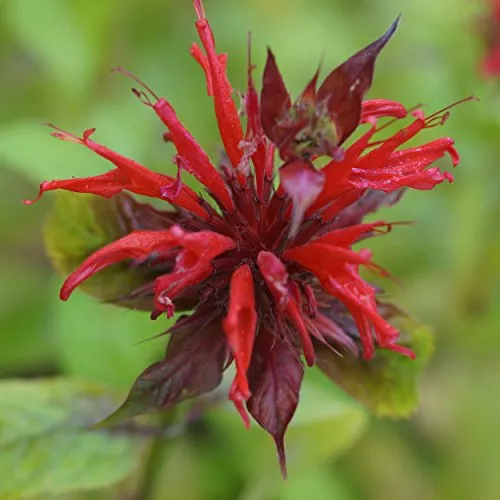 Blumixx Stauden Monarda didyma - Indianernessel, im 0,5 Liter Topf, scharlachrot blühend