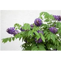 Wisteria sinensis 'Longwood Purple', Chinesischer Blauregen, 40–60 cm