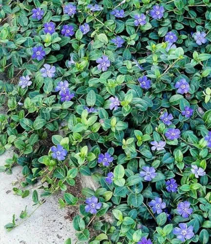 BALDUR Garten Vinca minor 'Blau' - Winterharter Bodendecker - Immergrüne, mehrjährige Staude im 9x9 cm-Topf. Ideal für schattige Flächen, blüht im Frühjahr und benötigt nur geringen Pflegeaufwand.