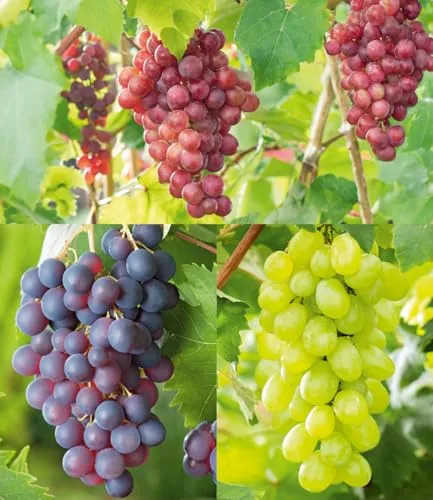 BALDUR Garten Kernlose Tafel-Trauben-Kollektion - Obstsamen & -pflanzen: Genießen Sie kernlose Trauben mit hohem Ertrag und hervorragendem Geschmack. Winterhart und pflegeleicht für jeden Garten!