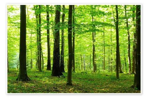 Posterlounge Wandbild Sonnenlicht im grünen Wald, Editors Choice, erhältlich als Poster, Leinwandbild, Wandsticker oder Acrylglasbild