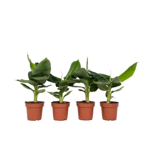 Plant in a Box - Musa Orientalischer Zwerg - 4er Set - Garten-Zubehör: Set aus vier tropischen Bananenpflanzen mit luftreinigenden Eigenschaften, sorgfältig verpackt für sicheren Transport.