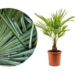 Meine Orangerie Hanfpalme Trachycarpus