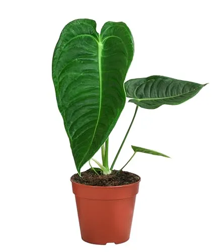 Produktbild Dehner Herzblattblume (Anthurium veitchii) – Rarität für Ihr Zuhause