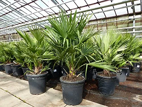 gruenwaren jakubik Palme 'Vulcano' - Winterharte Zwergpalme 70 cm - Baumsamen & -pflanzen: Chamaerops Humilis 'Vulcano' ist winterhart bis -12°C und überzeugt mit kräftigen, gesunden Wedeln. Ideal für Garten und Terrasse.