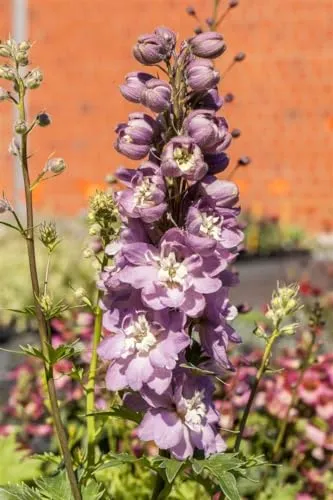 Delphinium 'Delphina Rose White Bee' - Rittersporn, zweifarbige Blüten, Blütezeit Juni-August, ideal für Rabatten, bienenfreundlich, pflegeleicht