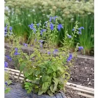 Produktbild Garten Salbei Royal Blue - Salvia patens