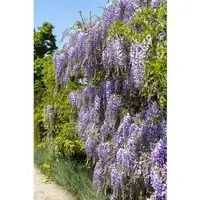 Wisteria floribunda