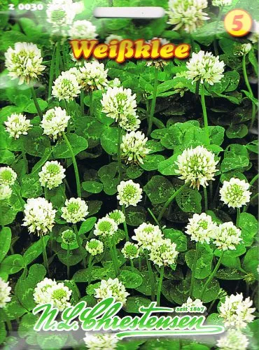 Chrestensen Weißklee , mehrjährig, eiweißreiche Futterpflanze, halb- und ganzjährigen Gründüngung, Klee Gründünger