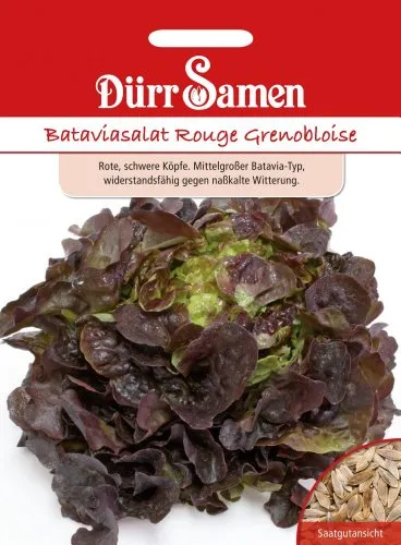 Bataviasalat Rouge Grenobloise