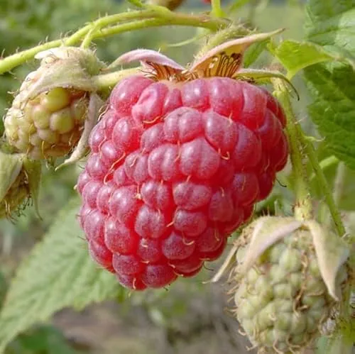 Autumn Happy (R) stachellose Herbsthimbeere Himbeere ohne Dornen große Früchte