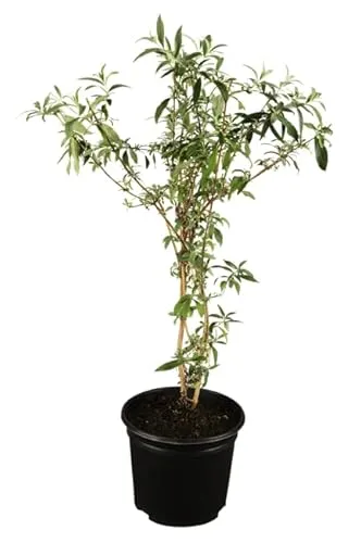 Buddleja davidii 'Black Knight' 60–100 cm – Winterhart, Mehrjährig, Pflegeleicht – Schmetterlingsflieder – Zierstrauch für Garten & Beet