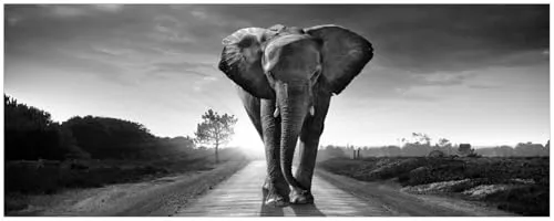 Wallario Küchenrückwand selbstklebend 115 x 50 cm – Elefant bei Sonnenaufgang schwarzweiß - Selbstklebende Küchenrückwand mit robustem Laminat in Echtglasoptik. Pflegeleicht und langlebig – ideal für die Küche. Überdeckt Unebenheiten und passt sich einfach an.