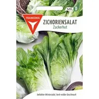 Produktbild FRANKONIA Zichoriensalat Zuckerhut
