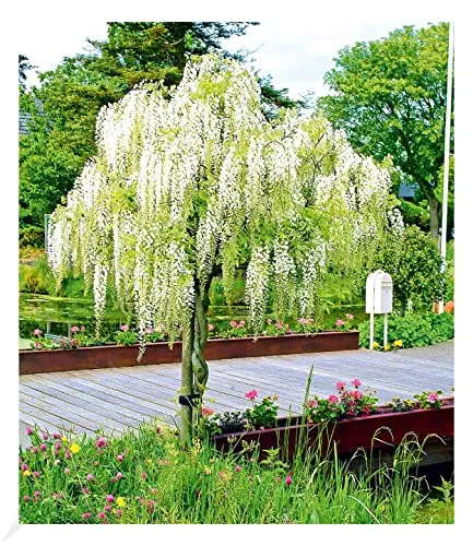 BALDUR Garten Weißes Blauregen-Stämmchen Alba - Blumensamen & -pflanzen, bienenfreundlich und winterhart mit blühenden, langen blauen Blütentrauben für attraktive Gartenakzente.