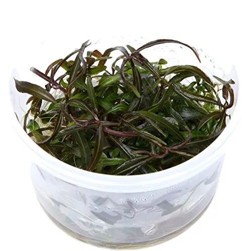 Tropica 1-2-Grow! Hygrophila Araguaia 1 Stück