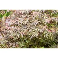 Acer palmatum ‘Jerre Schwartz’ - Japanischer Fächerahorn - Ziergehölze, elegantes Ziergehölz mit tiefrotem Laub, ideal für kleine Gärten und als Solitärpflanze auf Terrasse oder Balkon.