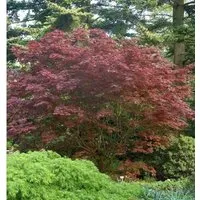 Produktbild Japanischer Fächer Ahorn Rhode Island Red 30-40cm