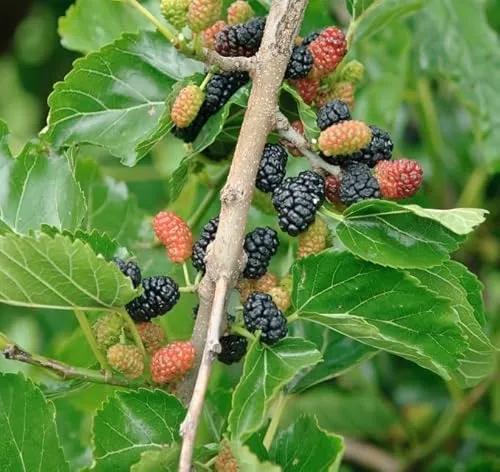 Schwarze Maulbeere, Morus nigra, 60-80cm im Topf