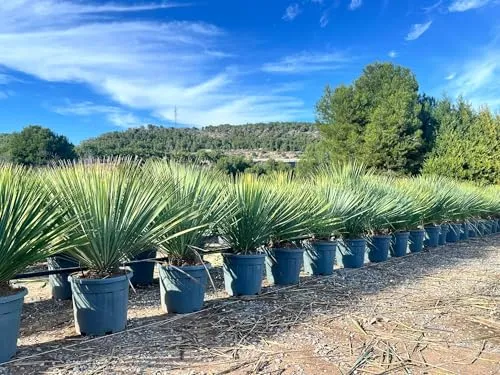 Sunny Tree - Yucca Rostrata Blue Blue - Palmlellie - 100 cm - Winterharte Pflanze bis -20°C - Ideal für Garten & Terrasse