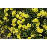 Helianthemum X Cult. Gelbe Perle Sonnenröschen Ca. 9x9 cm Topf