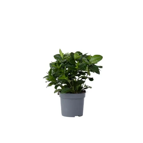 Plant in a Box - Gardenie - Gardenia jasminoides - Höhe 20-30cm - Topf 13cm - Duftende Zimmerpflanze & Duftpflanze mit cremeweißen Blüten - Blühende, pflegeleichte Pflanze für Haus & Garten