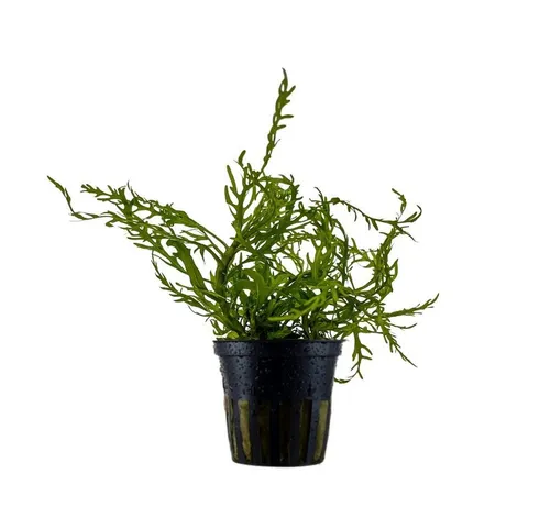 Aquaone Wasserpflanze Aquarium Pflanze Hygrophila Odora 'Difformis' Wasserpflanzen Nr.051D