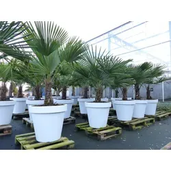 XXL Palme winterhart Trachycarpus fortunei, 160-190 cm inkl. Pflanzkübel - Winterharte Hanfpalme mit weißem Pflanzkübel und hochwertiger Palmenerde, ideal für Gärten und Terrassen. Top-Qualität für ein mediterranes Flair!