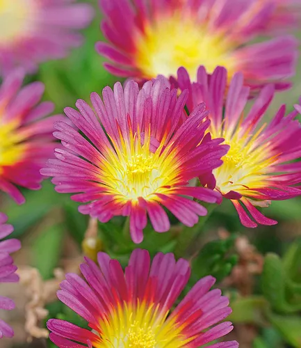 BALDUR Garten 3x Winterharte Eisblume Hot Pink Wonder, Pflanzen im 9x9 cm-Topf, Steingarten, winterharte Staude, trockenresistent, mehrjährig, bienenfreundlich, blühend, Delosperma congestum
