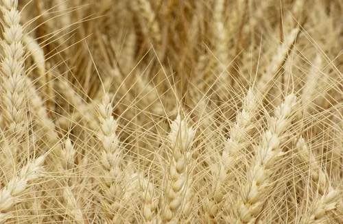 hansepuzzle 97887 - Weizen Puzzle, 500 Teile, Hintergründe, 46,0 x 30,0cm mit hochwertiger Aufbewahrung, Kartonbox und wiederverschließbarem Beutel