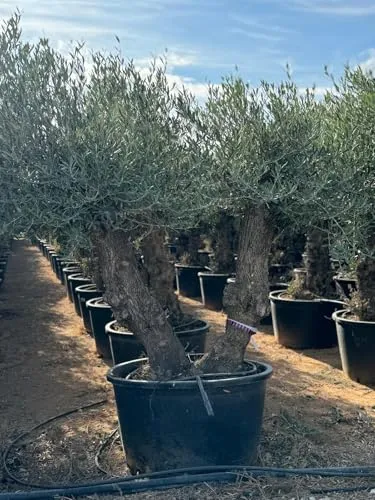 Sunny Tree in grün von Sunny Tree