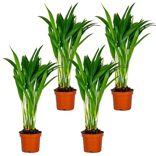Bloomique - 4er Set - Dypsis Lutescens - Goldfruchtpalme - Areca Palme - Zimmerpflanzen - Pflegeleicht - Haustierfreundlich - Höhe 25-30 cm - Topf 10,5 cm