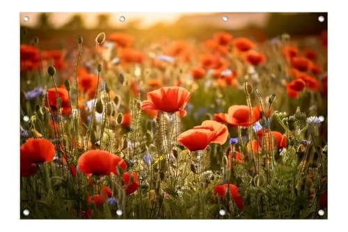 artissimo XXL Garten-Poster 120x80cm PE6747-GP wetterfestes Outdoor-Poster, Blumenwiese Gartenbild Naturmotiv, dekorative Wanddeko für draußen