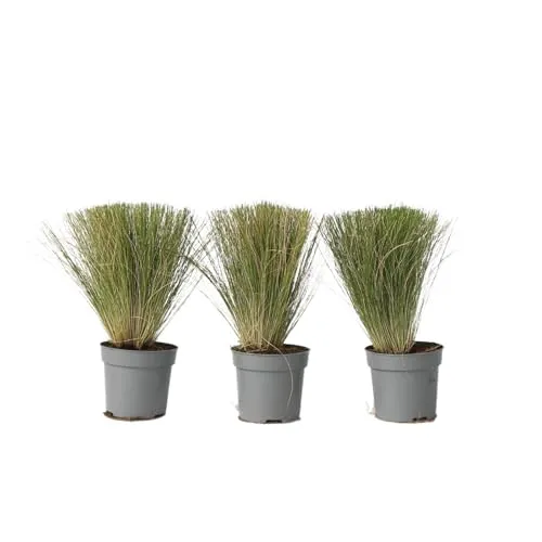 Plant in a Box - Stipa - 3er Set - 'Pony Tail' - Ziergräser Pflanze Federgras Winterhart Mehrjährig - Topf 9cm - Höhe 20-30cm