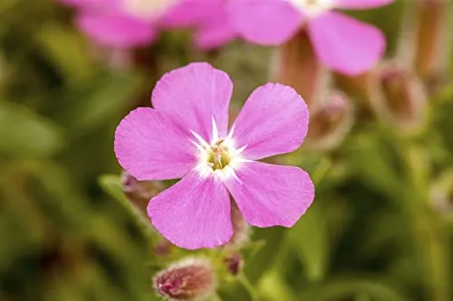 Saponaria ocymoides 9x9 cm Topf – Winterhart, Mehrjährig, Pflegeleicht – Seifenkraut – Bodendecker für Steingarten & Beet