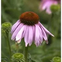 Produktbild Roter Sonnenhut - Echinacea purpurea