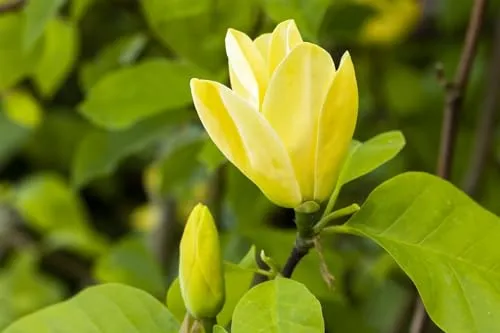 Magnolia 'Sunsation' - Ziergehölz mit leuchtenden Blüten - Ziergehölz mit großen, leuchtend gelben Blüten, die Bienen und Schmetterlinge anziehen. Pflegeleicht, winterhart und ideal für sonnige bis halbschattige Standorte.