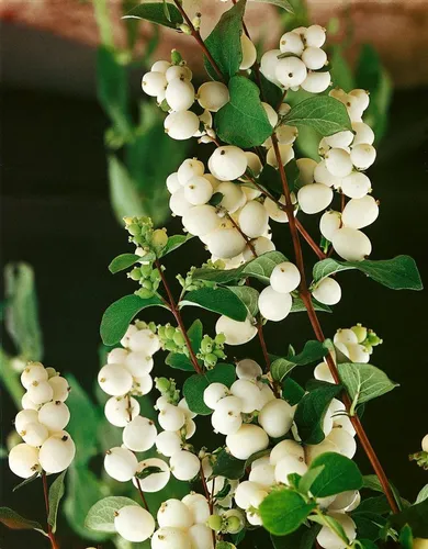 Pflanzen für Dich Gehölze Symphoricarpos albus, 1 St., Schneebeere, Knallerbse, Knackbeere