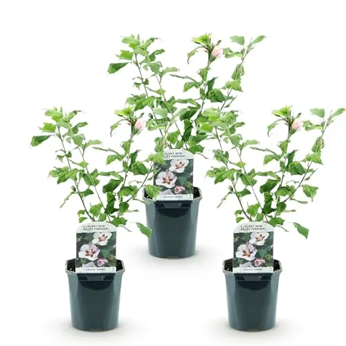 Green boutiQ