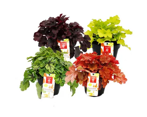Exotenherz Heuchera-Mix Indian Summer - Winterharter Bodendecker - Beetpflanzen mit farbenfrohen Blättern, ideal für jeden Garten. Der Heuchera-Mix überzeugt durch geringe Pflege und Wasserbedarf, perfekt für Sonne bis Halbschatten.